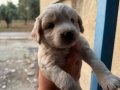 MALTİPOO BEBEKLER İSTER ELDEN İSTER GÖNDERİM