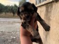 MALTİPOO BEBEKLER İSTER ELDEN İSTER GÖNDERİM