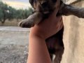 MALTİPOO BEBEKLER İSTER ELDEN İSTER GÖNDERİM