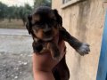 MALTİPOO BEBEKLER İSTER ELDEN İSTER GÖNDERİM