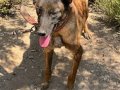 Dişi malinois
