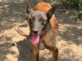 Dişi malinois