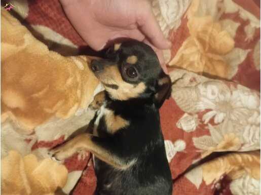 1 buçuk yaşında scrli dişi aşı cip karne ful çok saglıklı 