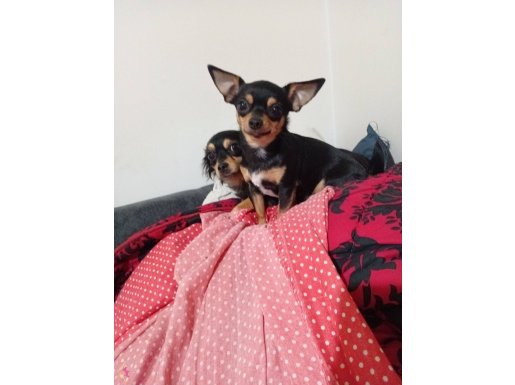 Birbuçuk yaşında dişi aşı cip karne ful 