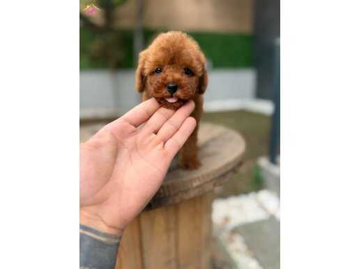 Toy poodle