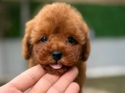 Toy poodle