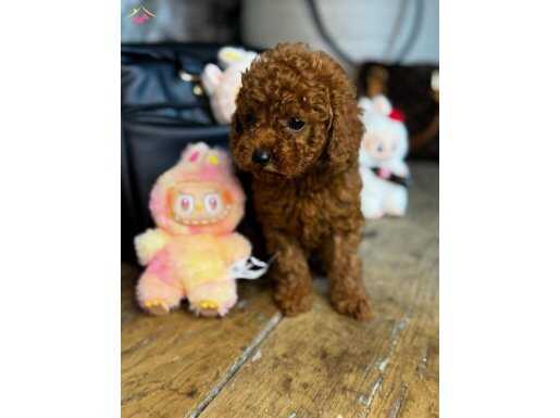Eğitimli 4 Aylık Toy Poodle