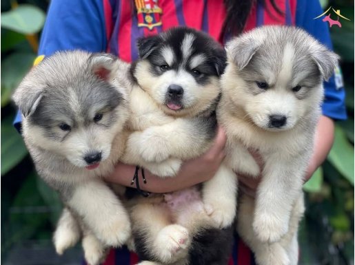 Safkan Husky bebekler 