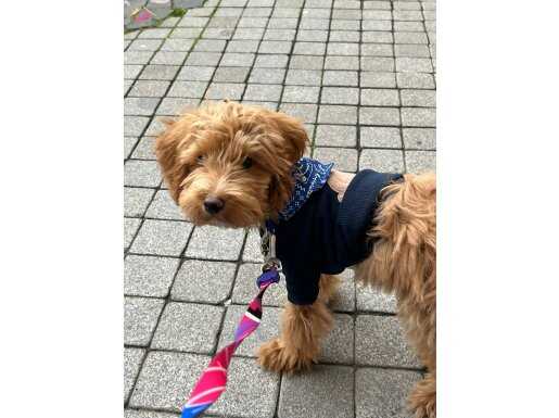 AŞILI TUVALET EĞİTİMLİ MALTİPOO YAVRUSU