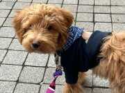 AŞILI TUVALET EĞİTİMLİ MALTİPOO YAVRUSU