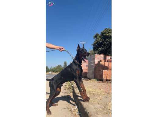 1 yaşında erkek doberman uyguna gider