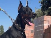 1 yaşında erkek doberman uyguna gider