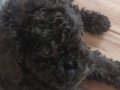  Minik Poodle 