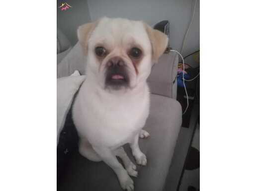 Sende bu yawruyu ücretsiz sahiplenmek istemez misin? 