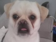 Sende bu yawruyu ücretsiz sahiplenmek istemez misin? 