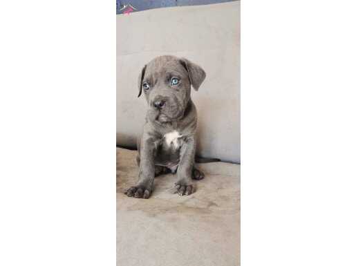 Aşılı pasaportli erkek cane corsa