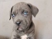 Aşılı pasaportli erkek cane corsa