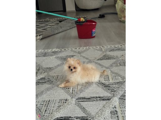 GENÇ KIZLARIN SEVGİLİSİ PASKAL