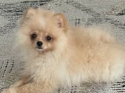 GENÇ KIZLARIN SEVGİLİSİ PASKAL