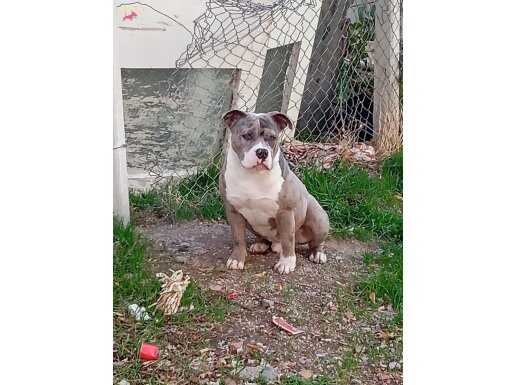 AMERİKAN BULLY