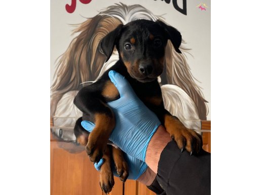 doberman bebekler