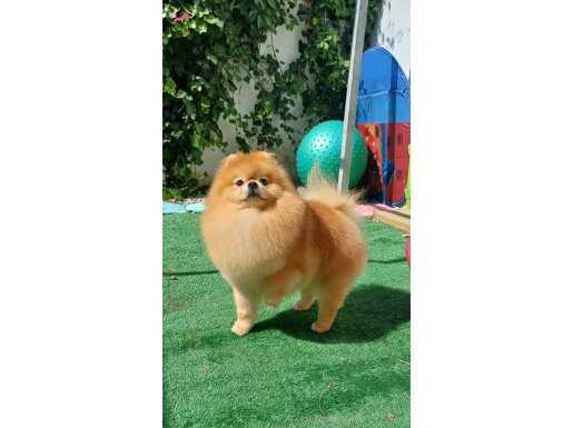 Ücretli sahiplendirme 