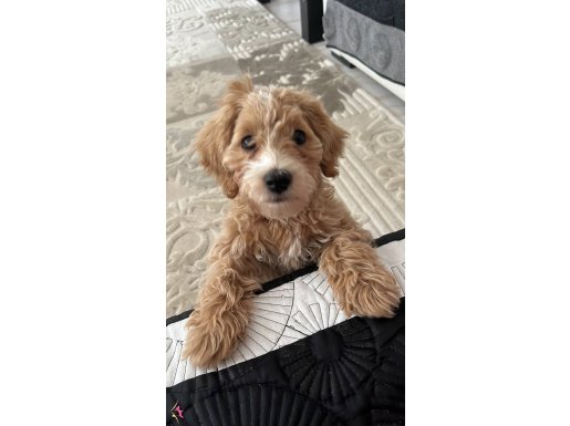 MaltiPoo 3,5 Aylık 
