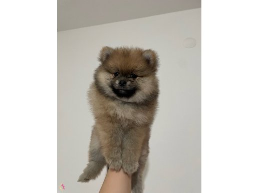 Premium Teddy Bear Pomeranian Dişi Yavru