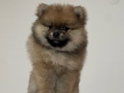 Premium Teddy Bear Pomeranian Dişi Yavru