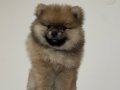 Premium Teddy Bear Pomeranian Dişi Yavru
