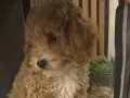 Yavru 3 aylık sevimli Apricot Poodle 