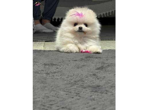 4,5 Aylık Pomeranian Acil Yuva Arıyoruz