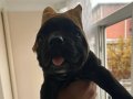 Cane corso Erkek Esnetikli pasaportlu