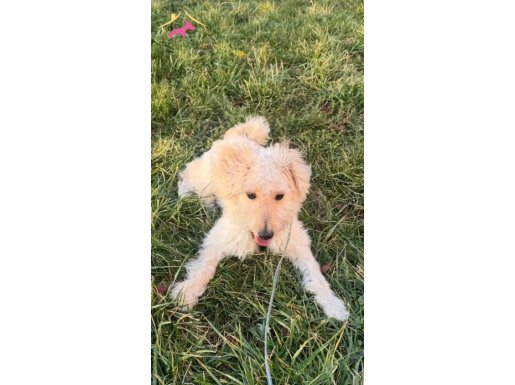 11aylık erkek maltipoo