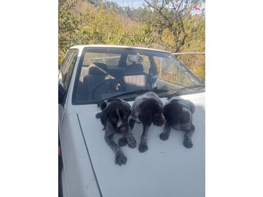 anne baba secereii asil safkan Drahthaar yavruları satılık 