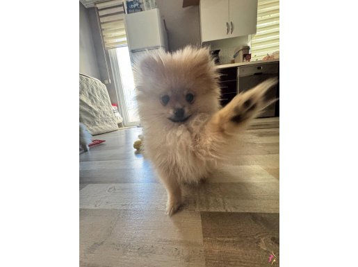 4 Aylık Pomeranian Yavrumuz