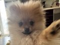 4 Aylık Pomeranian Yavrumuz