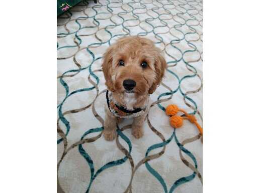 Eğitimli ve Sosyal Maltipoo: Yeni Aile Üyesini Bekliyor