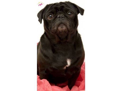 Siyah dişi pug 1.5 yaş acil satılık 