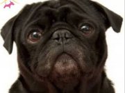 Siyah dişi pug 1.5 yaş acil satılık 