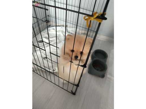 Pomeranian Boo 72 Günlük Erkek