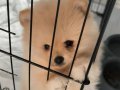 Pomeranian Boo Sahibinden