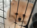 Pomeranian Boo 72 Günlük Erkek