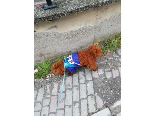 Kütahya Merkez 1 yaşından küçük poodle