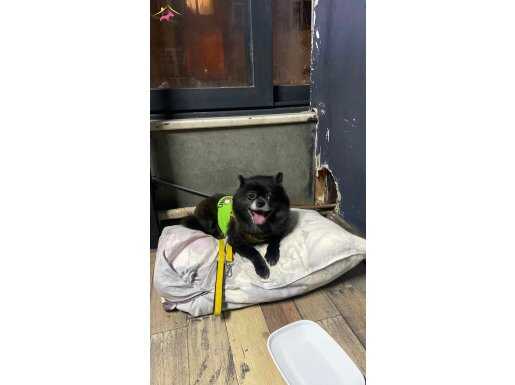 Pomerian Egitimli Sevimli Can dostu