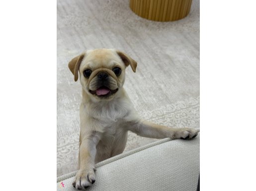 4 aylık aşıları tam dişi Pug 