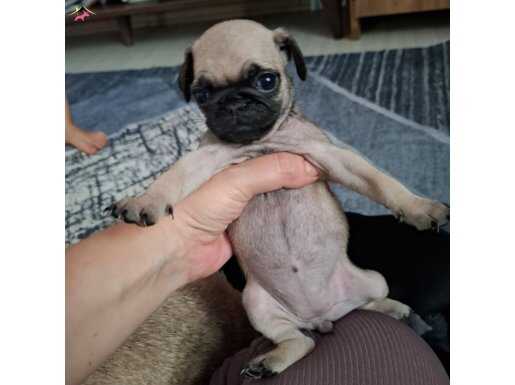 2 aylık yavrular. Erkek ve dişi mevcut. Yer İstanbul