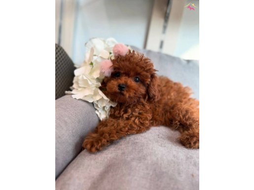 Afrodit Güzelliğiyle Red Toy Poodle Yavrumuz