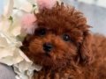Afrodit Güzelliğiyle Red Toy Poodle Yavrumuz