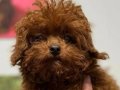 Kıvırcık Çikolata Renkli Toy Poodle Yavrumuz 
